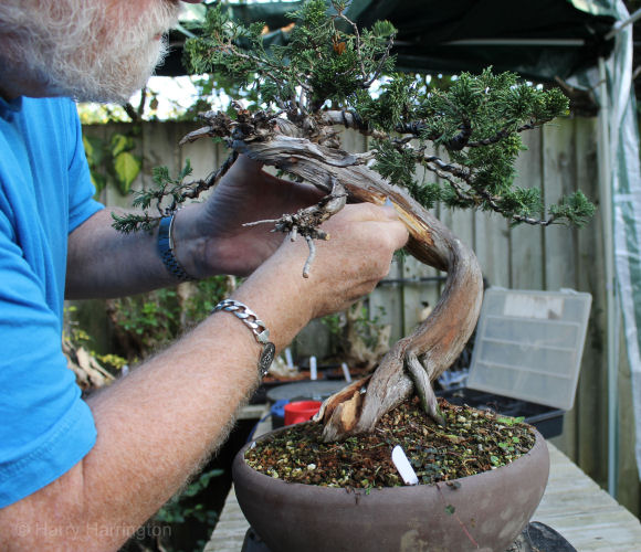 juniper bonsai